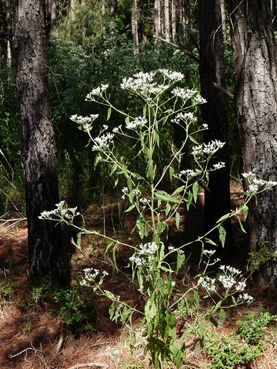 {Eupatorium serotinum}